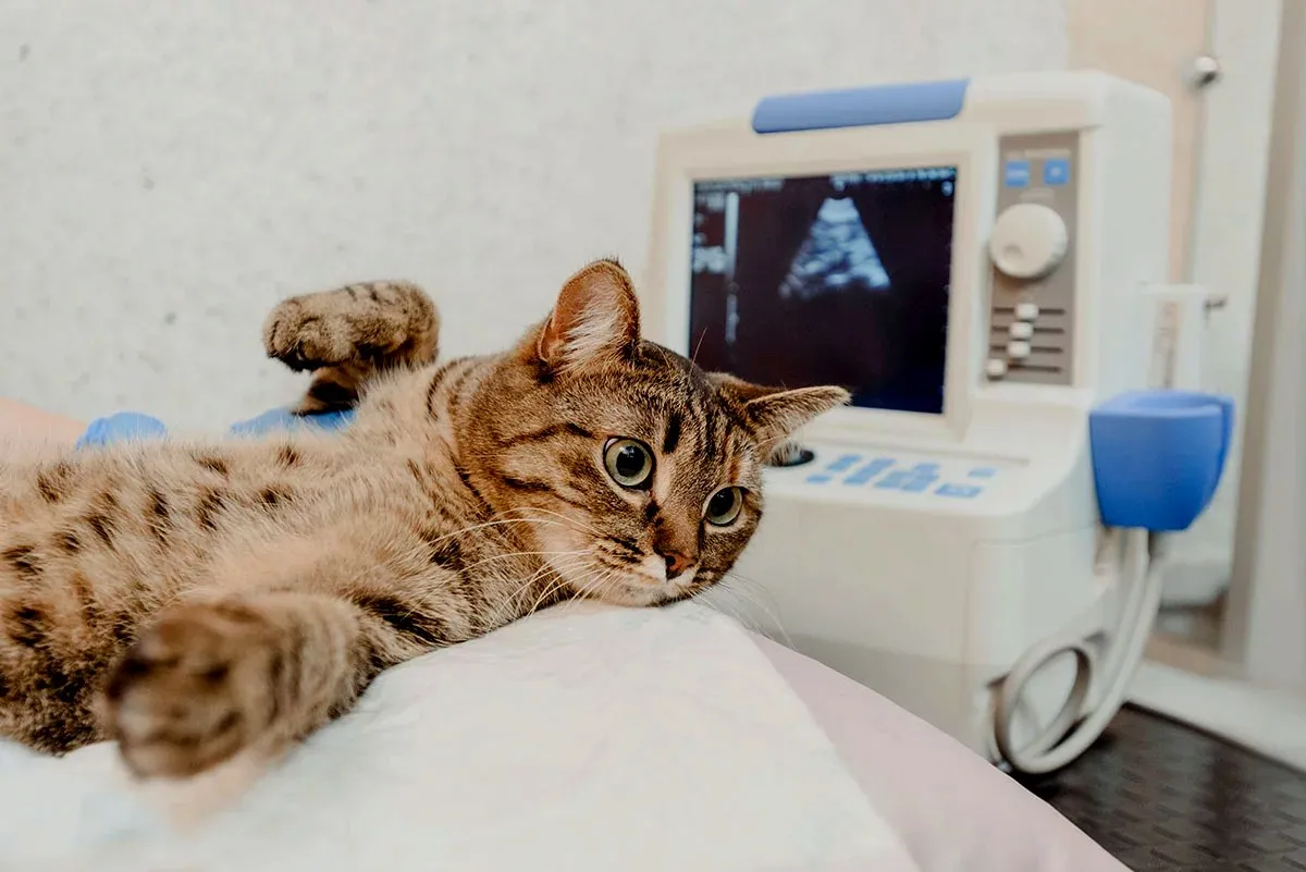 A tabby cat lying calmly on a cushion next to an ultrasound machine