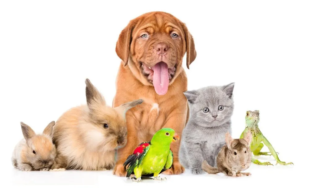 A group of pets: rabbits, a puppy, a parrot, a kitten, a chinchilla and an iguana